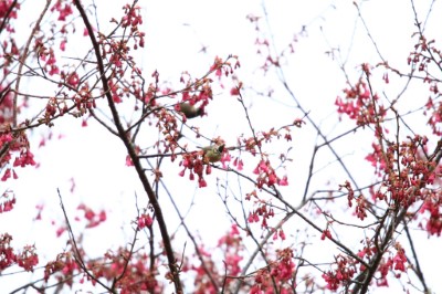 大雪山櫻花