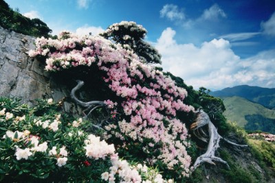 八仙山遊客中心-山櫻花