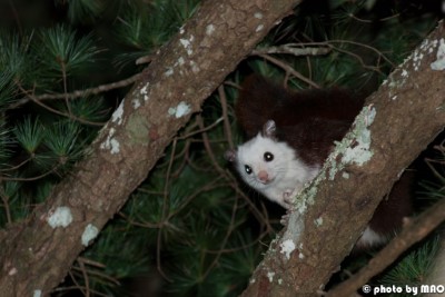 大雪山是飛鼠的樂園，常可見白面鼯鼠在樹上出沒