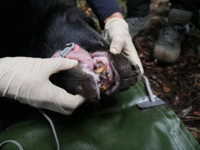 10月14日屏東科技大學黑熊研究團隊第一次捕捉到時，便發現牠右上犬齒已整個斷裂、嚴重化膿。獸醫團隊推測這可能是造成後續進食不良、身體虛弱的主因。(照片提供屏東科技大學黃美秀教授)