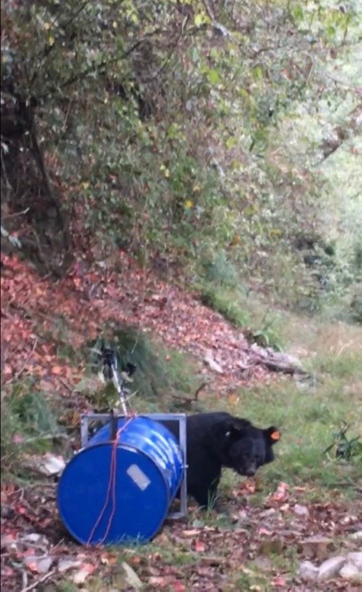 11月22日太陽下山前，康復的黑熊回到牠最熟悉的山林。(照片提供：東勢林區管理處)