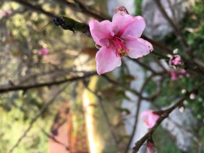 粉嫩山櫻花