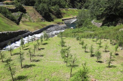 造林加速植生復育