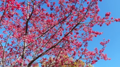 大雪山國家森林遊樂區嫣紅的山櫻花開始綻放