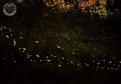 八仙山螢火蟲盛況的景色，您一生必須（至少）來過一次！