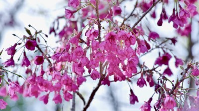 大雪山-山櫻花（道綺拍攝）