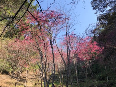 八仙山森林遊樂區山櫻花綻放