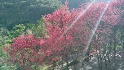 八仙山櫻花相映