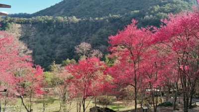 八仙山櫻花相映