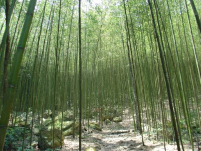 八仙山竹林步道
