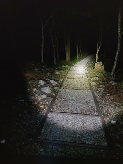 夜晚的森林步道