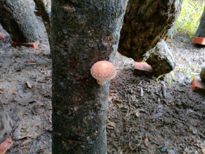 段木香菇