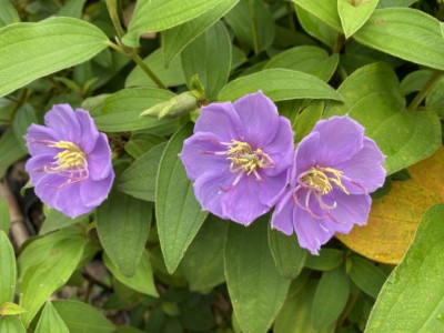 野牡丹美麗紫花