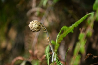 蕨類卷旋的幼葉