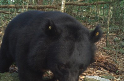 大雪山國家森林遊樂區紅外線自動相機拍攝臺灣黑熊影像