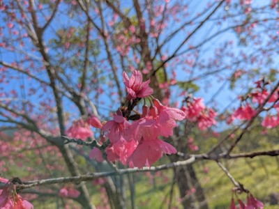 美麗的山櫻花