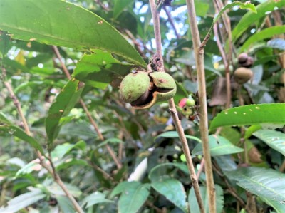 臺灣山茶種子