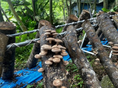 段木香菇栽培